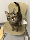 adoptable Cat in Santa Cruz, CA named GAMORA