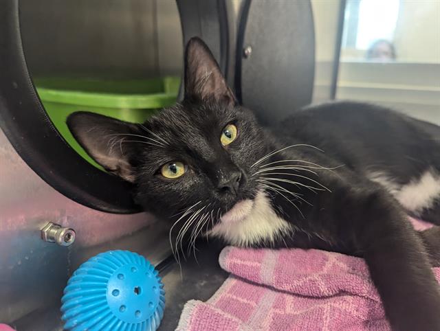 adoptable Cat in Santa Cruz, CA named KAI*