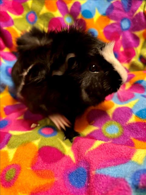 adoptable Guinea Pig in Santa Cruz, CA named DOTTIE