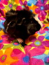 adoptable Guinea Pig in Santa Cruz, CA named DOTTIE