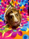 adoptable Guinea Pig in Santa Cruz, CA named MOMO