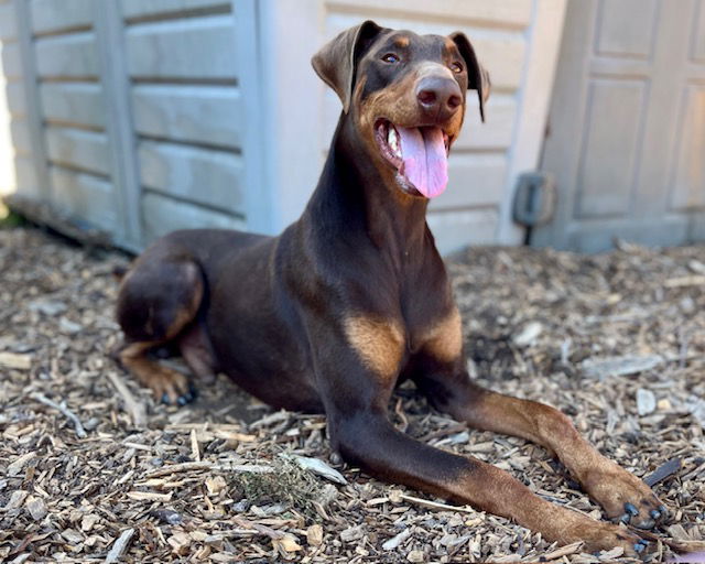 adoptable Dog in Santa Cruz, CA named BUSTER*