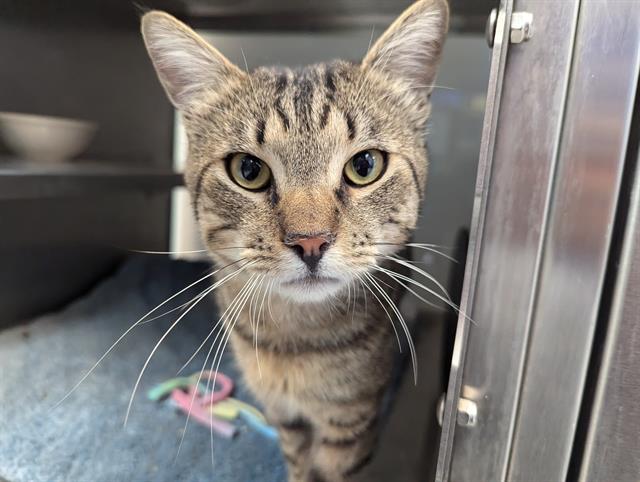 adoptable Cat in Santa Cruz, CA named ADONIS*