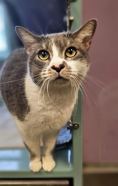 adoptable Cat in Santa Cruz, CA named CASSIE