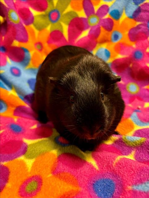 adoptable Guinea Pig in Santa Cruz, CA named WEDNESDAY