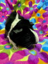 adoptable Guinea Pig in Santa Cruz, CA named PUGSLEY