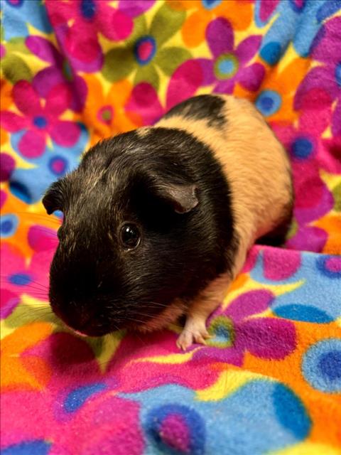 adoptable Guinea Pig in Santa Cruz, CA named KUMA