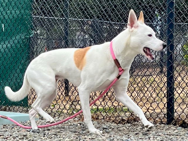 adoptable Dog in Santa Cruz, CA named LEIA