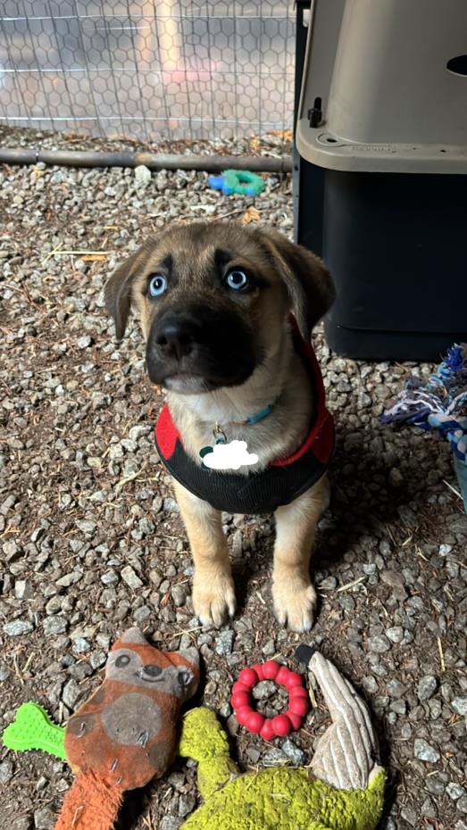 adoptable Dog in Santa Cruz, CA named SHORTBREAD*