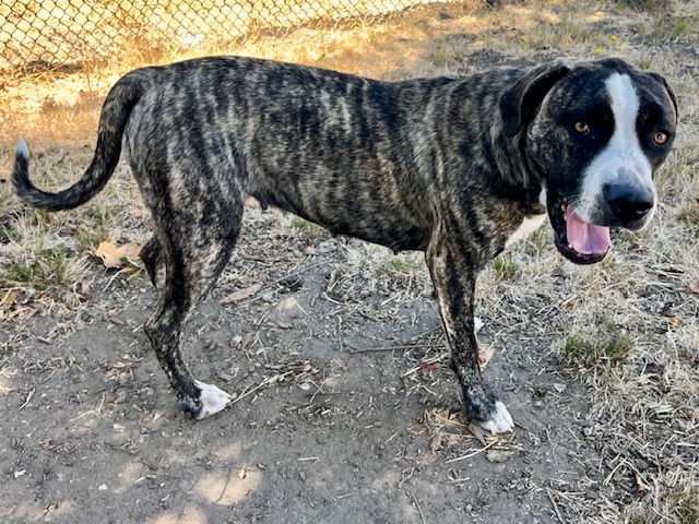 adoptable Dog in Santa Cruz, CA named KAMA