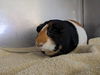 adoptable Guinea Pig in Santa Cruz, CA named PIGGIE SMALLS