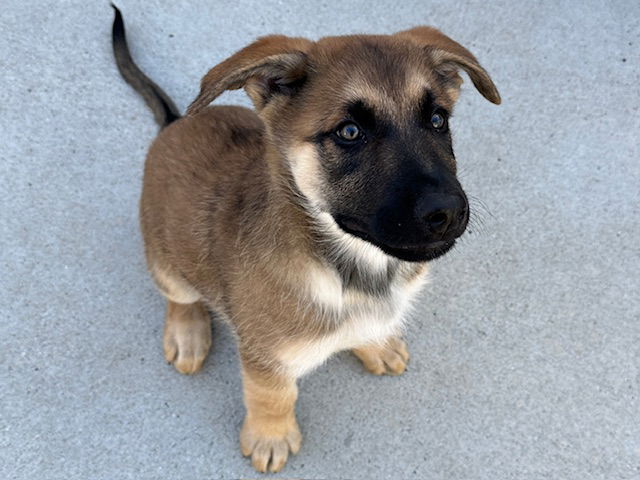 adoptable Dog in Santa Cruz, CA named CROISSANT*