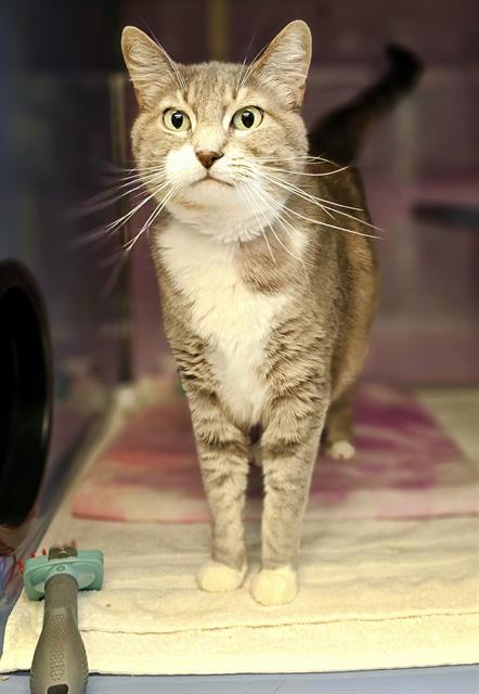 adoptable Cat in Santa Cruz, CA named BOOTS