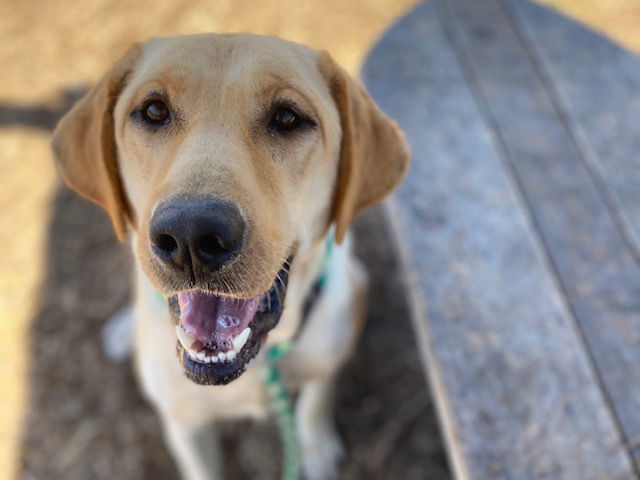 adoptable Dog in Santa Cruz, CA named COLA*