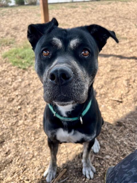 adoptable Dog in Santa Cruz, CA named MAGGIE