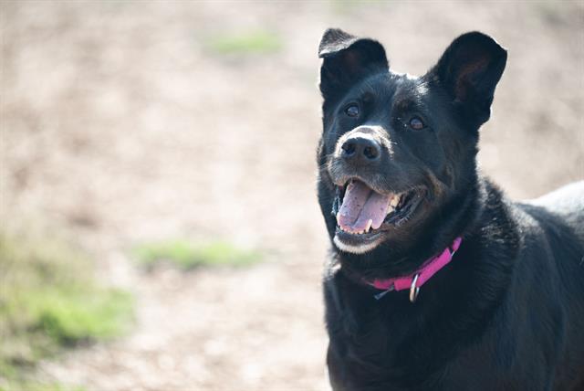 adoptable Dog in Santa Cruz, CA named BUCK