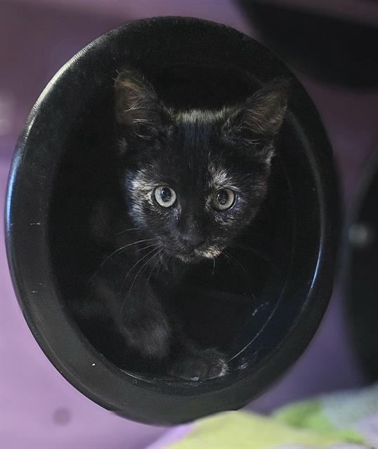 adoptable Cat in Santa Cruz, CA named RETROGRADE*