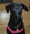 adoptable Dog in  named RUBY*