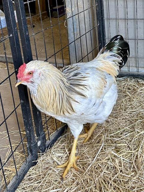 adoptable Chicken in Santa Cruz, CA named ROCK-A-DOODLE*