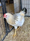 adoptable Chicken in  named ROCK-A-DOODLE*