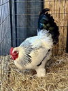 adoptable Chicken in  named ROCKY