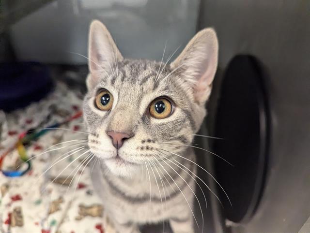 adoptable Cat in Santa Cruz, CA named ALBERT*