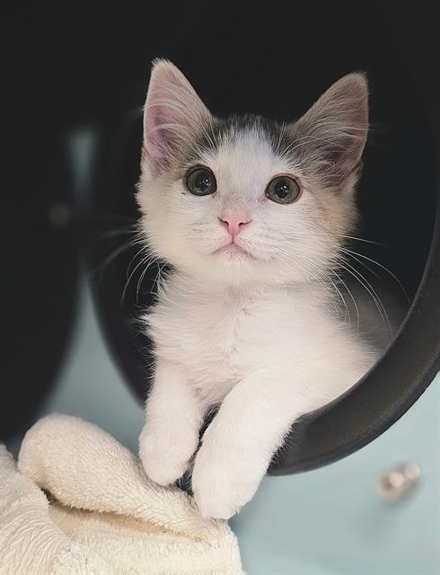 adoptable Cat in Santa Cruz, CA named BONSAI*