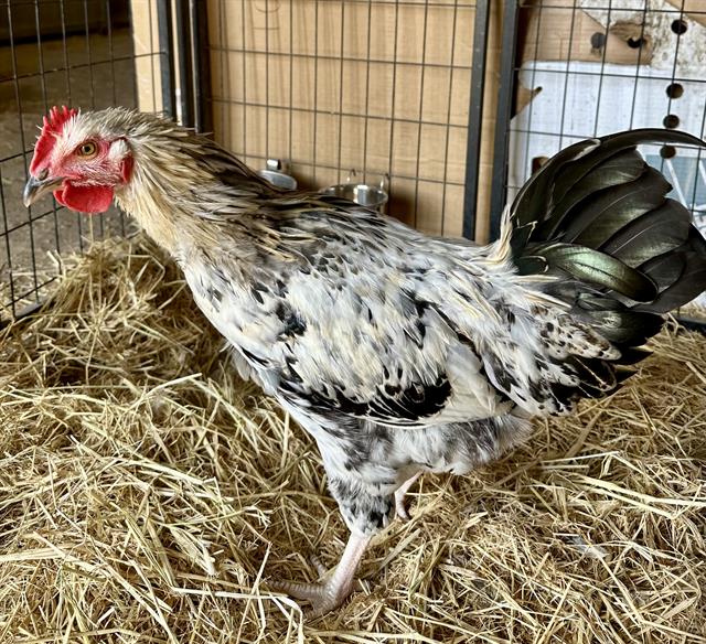 adoptable Chicken in Santa Cruz, CA named MARTY*