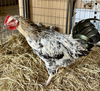 adoptable Chicken in  named MARTY*