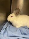 adoptable Rabbit in  named CADBURY*