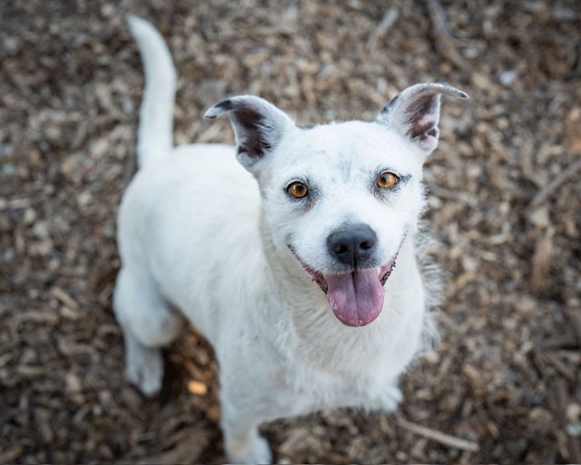 adoptable Dog in Santa Cruz, CA named AVRIL*