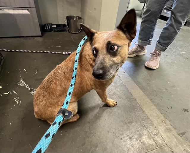 adoptable Dog in Santa Cruz, CA named BEE