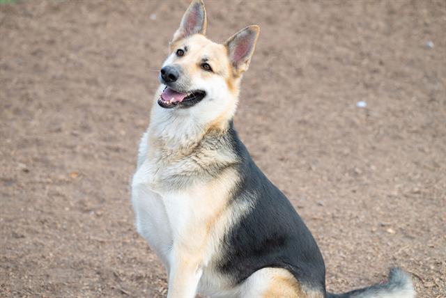 adoptable Dog in Santa Cruz, CA named MINNIE MINSHEW*