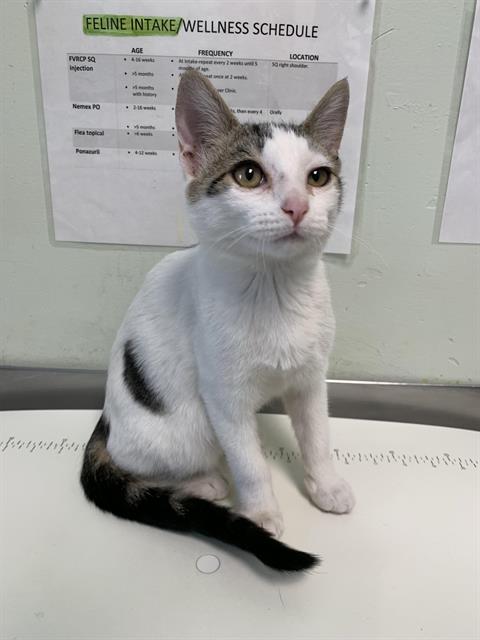 picture of the cat needing adoption