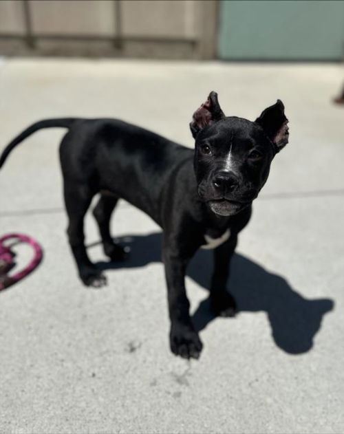 picture of the dog needing adoption