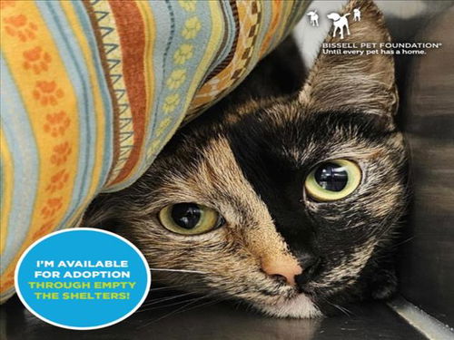 picture of the cat needing adoption