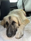 adoptable Dog in santa cruz, CA named BUTTERCUP