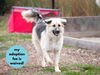 adoptable Dog in  named DAISY MAE