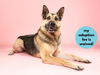 adoptable Dog in santa cruz, CA named BOOMER