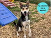 adoptable Dog in  named WYLIE