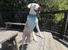 adoptable Dog in santa cruz, CA named ALEXANDRA*