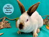 adoptable Rabbit in  named UMA*