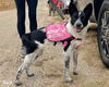 adoptable Dog in santa cruz, CA named BINDI*