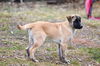 adoptable Dog in santa cruz, CA named CARPENTER*