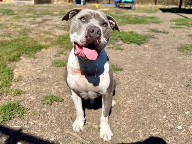 adoptable Dog in Santa Cruz, CA named KILO