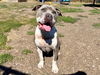 adoptable Dog in  named KILO
