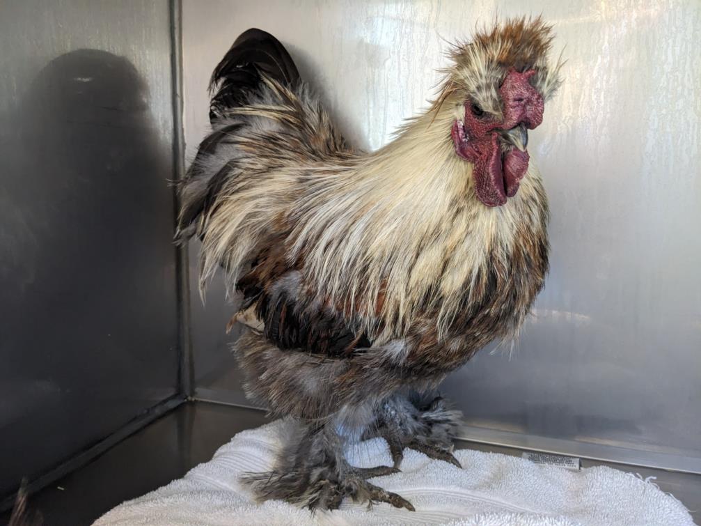 adoptable Chicken in Santa Cruz, CA named CHEWBACA