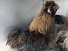 adoptable Chicken in  named WICKET*