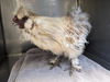 adoptable Chicken in  named NANTA*
