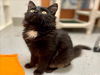 adoptable Cat in  named SMOKEY